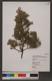 Juniperus chinensis L. var. tsukusiensis Masamune Mf