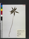 Daiswa lancifolia (Hayata) Takhtajan sC@K