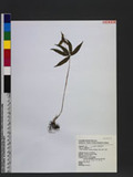 Daiswa lancifolia (Hayata) Takhtajan