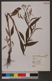 Polygonum lapathifolium L. ]d