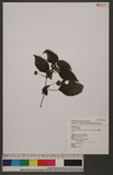 Lecanthus sasakii Hayata L
