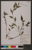 Polygonum virginianum L. var. filiforme (Thunb.) Nakai d