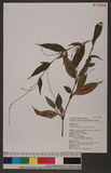 Polygonum pubescens Blume Krd