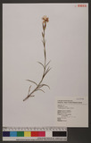 Dianthus pygmaeus Hayata ɤsۦ