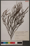 Aspidixia angulata (Heyne) Van Tieghem UH