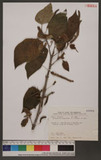 Broussonetia papyrifera (L.) LHerit. ex Vent. c