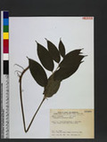 Disporopsis arisanensis Hayata s_M