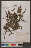 Diospyros japonica Sieb. & Zucc. sU