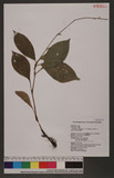 Polygonum virginianum L. var. filiforme (Thunb.) Nakai d