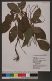 Polygonum virginianum L. var. filiforme (Thunb.) Nakai d