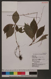 Polygonum virginianum L. var. filiforme (Thunb.) Nakai d