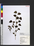 Smilax menispermoidea A. DC. rjn