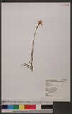 Dianthus pygmaeus ...