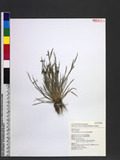 Sisyrinchium iridifolium Kunth xuZ