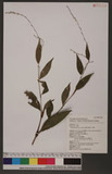 Polygonum pubescens Blume Krd