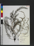 Asparagus officinalis L. var. altilis L. Ī