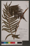 Polystichum ilicifolium (Don) Moore wտ