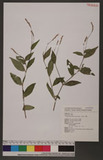 Polygonum posumbu Buch.-Ham. ex Don d