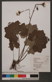 Farfugium japonicum (L.) Kitamura var. formosanum (Hayata) Kitamura OWs