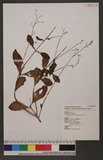 Talinum triangulare Willd. gH
