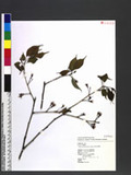 Sarcococca saligna (Don) Muell.-Arg. h