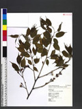 Sarcococca saligna (Don) Muell.-Arg. h