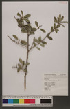 Cudrania cochinchinensis (Lour.) Kudo & Masam. var. gerontogea (S. & Z.) Kudo & Masam. 臺灣柘樹