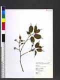 Prunus transarisanensis Hayata s