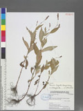 Persicaria longiseta (Bruijn) Kitag.