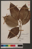 Ficus drupacea Thunb. var. pubscens (Roth) comer Kۺ_