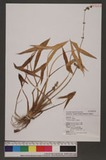 Sagittaria trifolia L. Oh