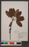 Scutellaria indica...