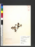 Prunus X yedoensis Matsum. VN