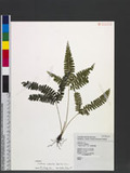 Lindsaea cultrata (Willd.) Sw. ߳