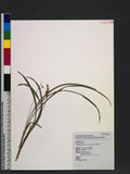 Ophiopogon japonicus (L. f.) Ker-Gawl. ѱa