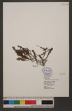 Pilea microphylla ...