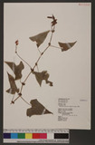 Polygonum senticosum (Meisn.) Franch. & Sav. d