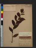 Grewia rhombifolia...