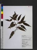 Smilax arisanensis Hayata sn