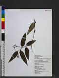 Smilax arisanensis Hayata sn