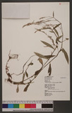 Persicaria longiseta( De Bruyn) Kitagawa Jd
