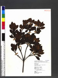Rhaphiolepis indica Lindl. var. tashiroi Hayata ex Matsum. & Hayata ۴