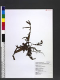 Cyanotis arachnoidea C. ﵷŦկ
