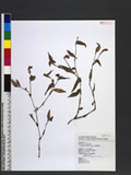 Cyanotis auriculata Blume ոn