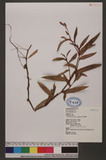 Polygonum kawagoeanum Makino Ld