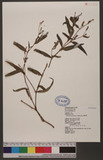 Polygonum kawagoeanum Makino Ld