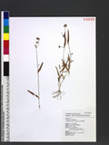 Murdannia simplex (Vahl) Brenan Ӧ˻U