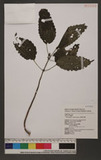 Pilea petiolaris (Sieb. & Zucc.) Blume `N