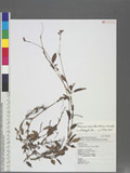 Persicaria muricata (Meisn.) Nemoto