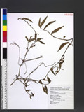 Murdannia mudiflora (L. ) Brenan r˸